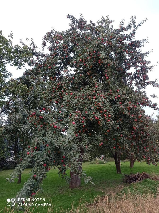 Róże i Jabłonie Agroturystyka Gryfów Slaski Exterior foto